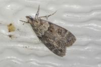 Eudonia mercurella