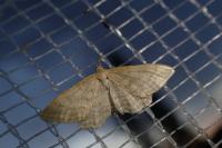 Idaea macilentaria