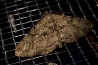Peribatodes rhomboidaria rhomboidaria