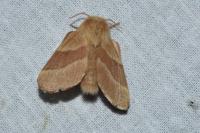 Malacosoma neustria