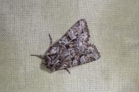 Pachetra sagittigera