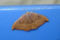 Watsonalla binaria