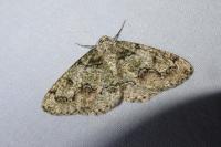 Cleorodes lichenaria