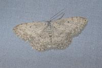 Scopula marginepunctata
