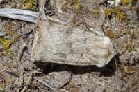 Agrotis cinerea