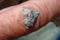 Cleonymia yvanii