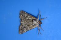 Pachetra sagittigera