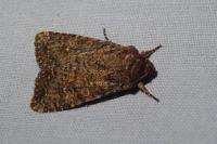 Sideridis turbida