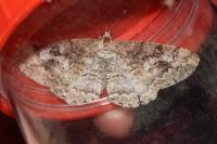 Alcis repandata