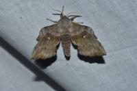 Laothoe populi