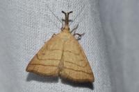 Polypogon tentacularia