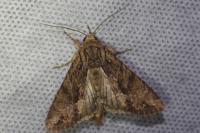 Apamea monoglypha monoglypha