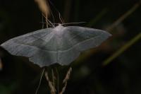 Campaea margaritaria
