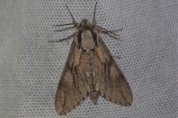 Hyloicus pinastri