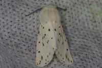 Spilosoma lubricipeda