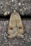 Noctua pronuba