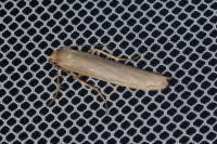 Eilema caniola