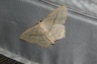 Scopula nigropunctata
