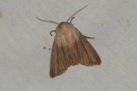 Mythimna pudorina