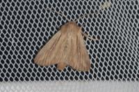 Leucania comma