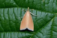 Sclerocona acutella