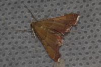Endotricha flammealis