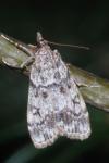 Eudonia lacustrata