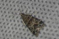 Eudonia mercurella