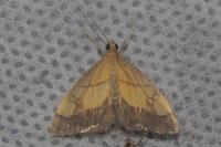 Evergestis limbata