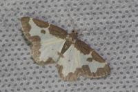 Lomaspilis marginata