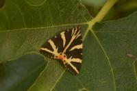 Euplagia quadripunctaria