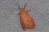 Miltochrista miniata