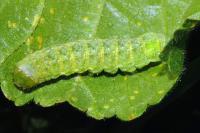 Polymixis lichenea