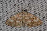 Perizoma flavofasciata
