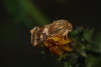 Schinia cardui