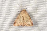 Photedes minima