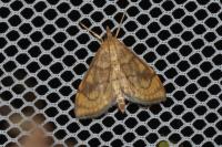Anania verbascalis