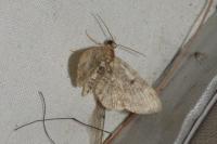 Pasiphila rectangulata