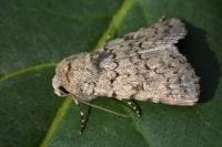 Dichagyris vallesiaca