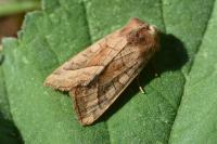 Hydraecia micacea