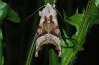 Phlogophora meticulosa