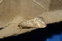 Evergestis frumentalis