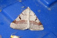Itame vincularia