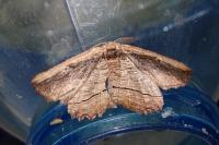 Menophra nycthemeraria