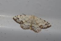 Scopula decorata