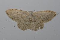 Scopula marginepunctata