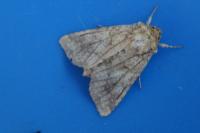 Conisania luteago olbiena