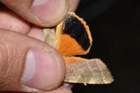 Noctua fimbriata