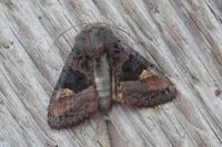 Euplexia lucipara