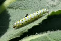 Cucullia verbasci